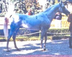 stallion Farag II 1972 ox (Arabian thoroughbred, 1972, from Farag 1962 EAO)