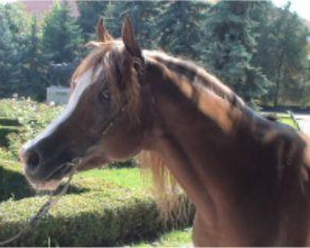 stallion Malik B 1996 ox (Arabian purebred, 1996, from Kubinec 1987 ox)