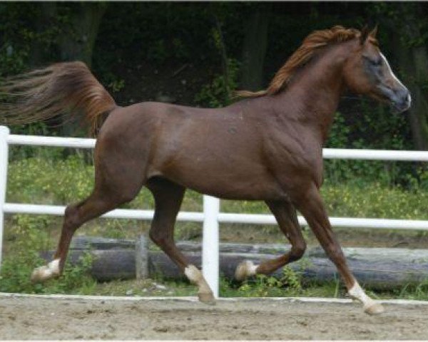 stallion Safik B 2000 ox (Arabian thoroughbred, 2000, from Malik B 1996 ox)