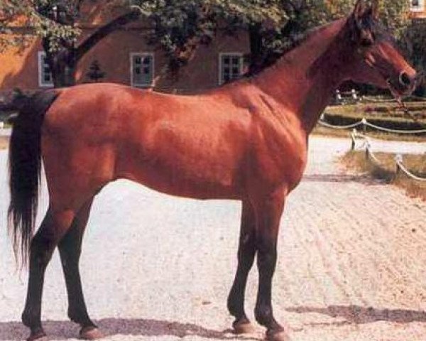 stallion Visbaden 1983 ox (Arabian thoroughbred, 1983, from Naftalin 1977 ox)