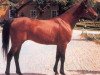 stallion Visbaden 1983 ox (Arabian thoroughbred, 1983, from Naftalin 1977 ox)