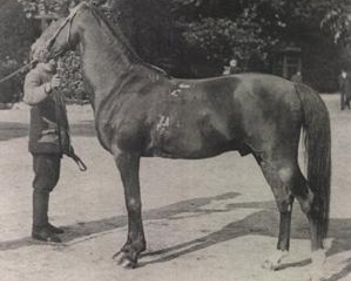 stallion Hermit 1895 Desert Bred (Arabian purebred, 1895)