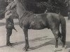 stallion Hermit 1895 Desert Bred (Arabian thoroughbred, 1895)