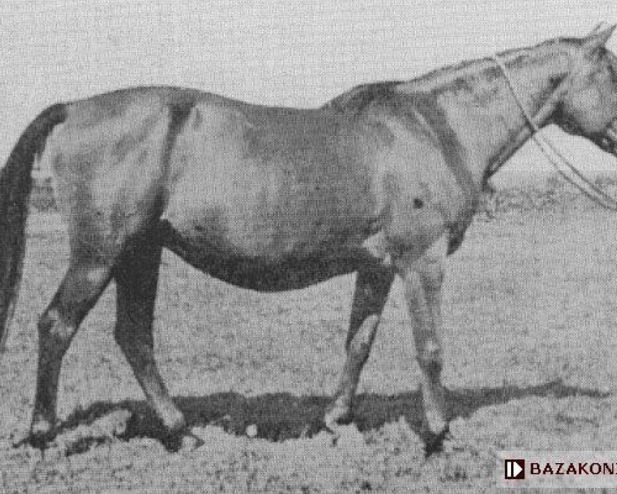 broodmare Hebda 1913 ox (Arabian purebred, 1913, from Hermit 1895 Desert Bred)