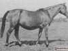 Zuchtstute Hebda 1913 ox (Vollblutaraber, 1913, von Hermit 1895 Desert Bred)