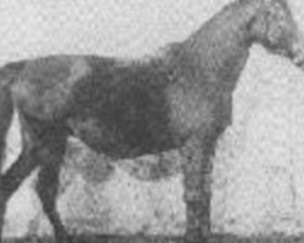 Zuchtstute Pomponia II 1924 ox (Vollblutaraber, 1924, von Mazepa I ox)