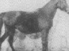 broodmare Pomponia II 1924 ox (Arabian thoroughbred, 1924, from Mazepa I ox)