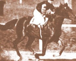 broodmare Cemira 1933 ox (Arabian thoroughbred, 1933, from Flisak 1924 ox)