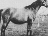 broodmare Munira 1942 ox (Arabian thoroughbred, 1942, from Kaszmir 1929 ox)