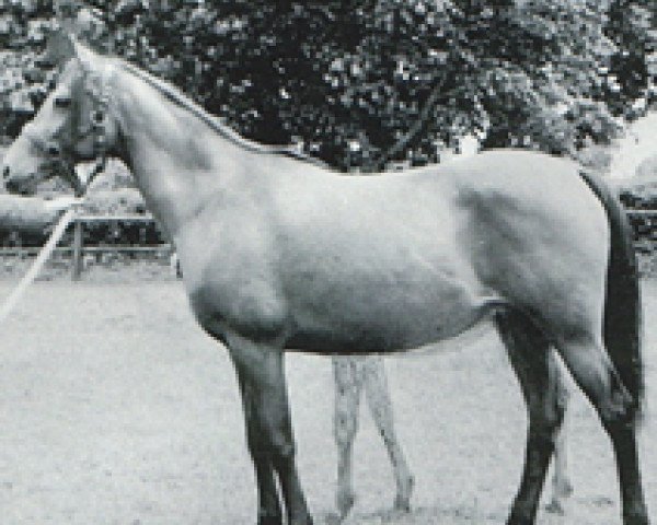 Zuchtstute Bint Munira ox PASB 1261 (Vollblutaraber, 1948, von Wielki Szlem 1938 ox)