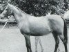 broodmare Bint Munira ox PASB 1261 (Arabian thoroughbred, 1948, from Wielki Szlem 1938 ox)