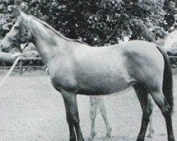 broodmare Bint Munira ox PASB 1261 (Arabian thoroughbred, 1948, from Wielki Szlem 1938 ox)