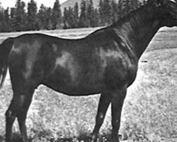 broodmare Bigotka 1958 ox (Arabian thoroughbred, 1958, from Arcus ox)