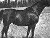 broodmare Bigotka 1958 ox (Arabian thoroughbred, 1958, from Arcus ox)