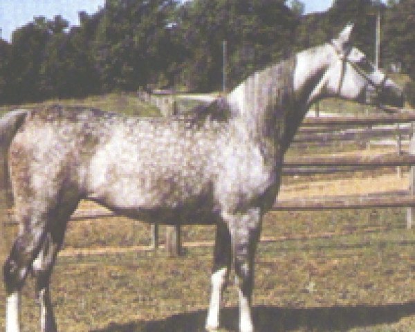 broodmare Negotka 1967 ox (Arabian thoroughbred, 1967, from Negatiw 1945 ox)