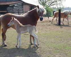 stallion Stylo (3,32% ox) (Edelbluthaflinger, 2013, from Sandmann C (4,30% ox))