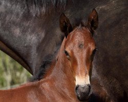 stallion Ike Sparrow (Württemberger, 2013, from Icare d'Olympe AA)