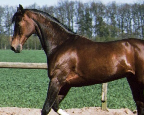 Zuchtstute Graciella (Trakehner, 1973, von Thuswin xx)