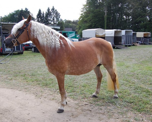 broodmare Angel (2,34% ox) (Edelbluthaflinger, 2000, from Aachen (1,57% ox))