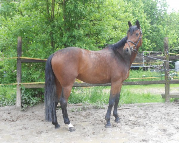 horse Lulu K (Rhinelander, 2005, from Lamoureux I)