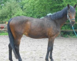 broodmare Fabienne (Rhinelander, 1992, from Fabelhaft)