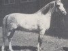 stallion Jod (Württemberger, 1963, from Julmond)