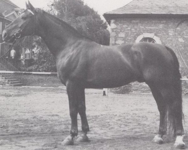 stallion Senior (Hanoverian, 1962, from Senator)
