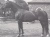stallion Senior (Hanoverian, 1962, from Senator)