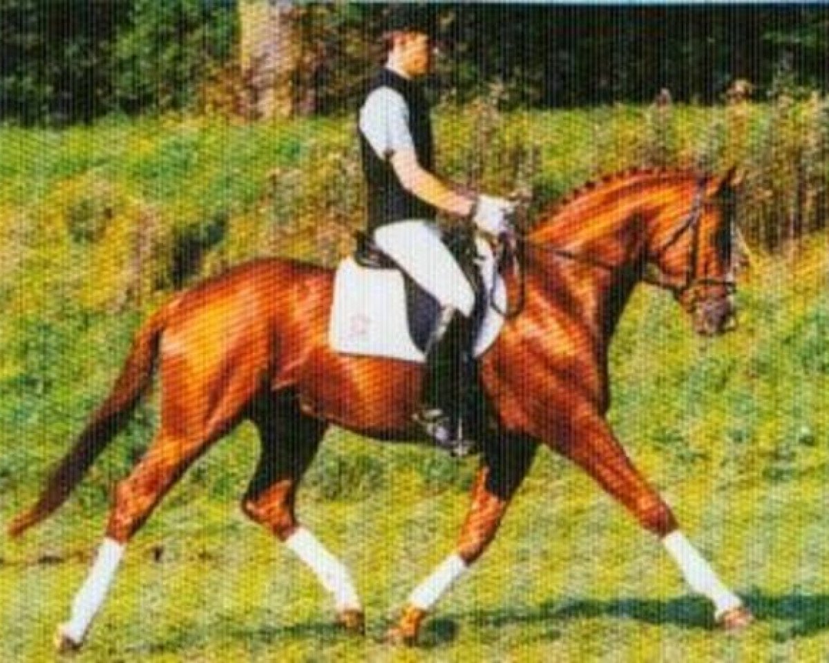 Deckhengst Roadstar (Württemberger, 1997, von Ricordo di Leny)