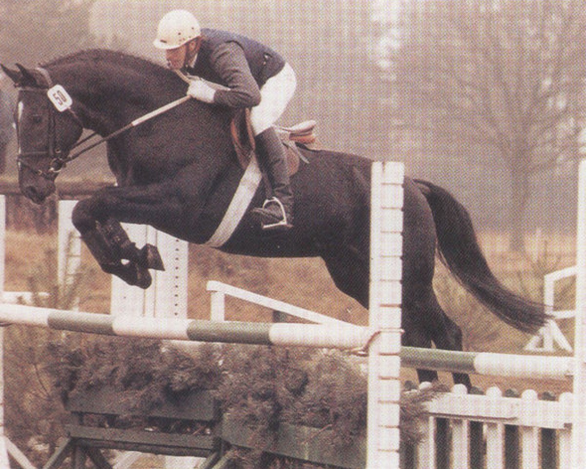 Deckhengst Latent (Hannoveraner, 1985, von Lanthan)