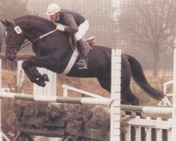 stallion Latent (Hanoverian, 1985, from Lanthan)