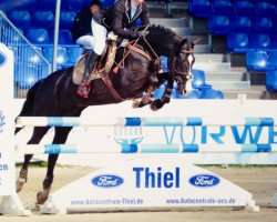 jumper Moccacchino WE (German Riding Pony, 2000, from Mozart)