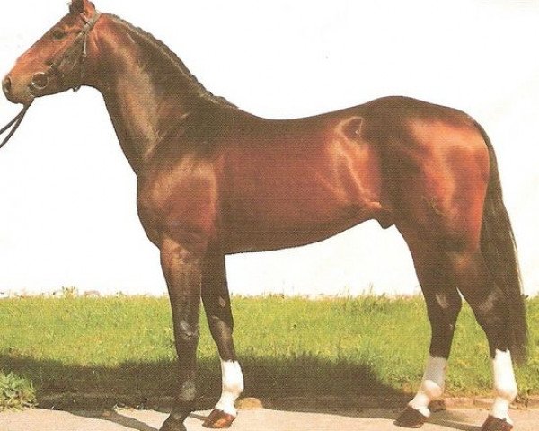 stallion Raphael Son I (Hanoverian, 1987, from Raphael)