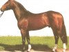 stallion Raphael Son I (Hanoverian, 1987, from Raphael)