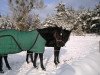 broodmare Komtess Martine (Trakehner, 1990, from Matcho AA)