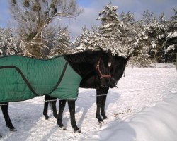 Pferd Komtess Martine (Trakehner, 1990, von Matcho AA)