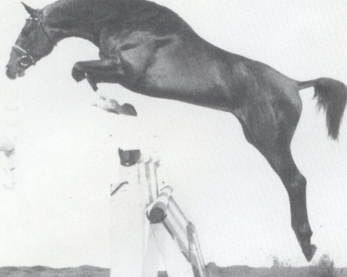 Deckhengst Lagerfield (Holsteiner, 1986, von Lantaan)