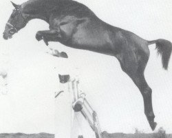 stallion Lagerfield (Holsteiner, 1986, from Lantaan)