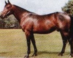 stallion Bonefish 8971L (US) (American Trotter, 1972, from Nevele Pride 7308E (US))