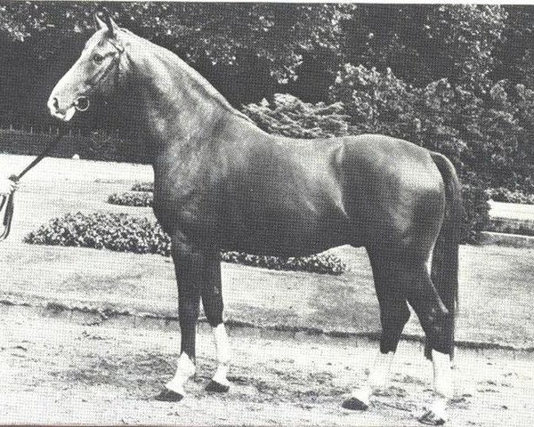 stallion Löwenbund (Westphalian, 1972, from Lukas)