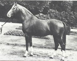 Deckhengst Löwenbund (Westfale, 1972, von Lukas)