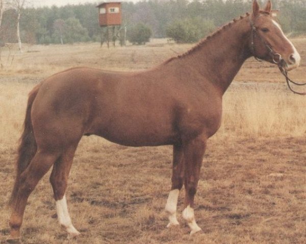 stallion Gourmet (Hanoverian, 1980, from Grenadier)