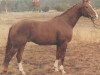 stallion Gourmet (Hanoverian, 1980, from Grenadier)