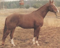 stallion Gourmet (Hanoverian, 1980, from Grenadier)