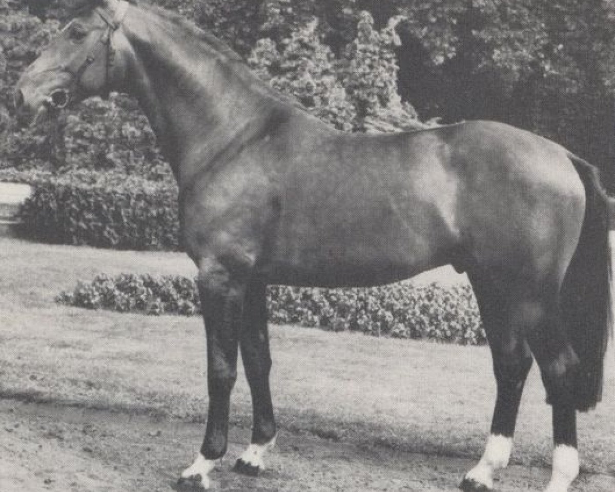 Deckhengst Perlit (Westfale, 1972, von Perseus)