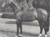 stallion Perlit (Westphalian, 1972, from Perseus)