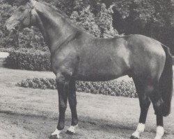 stallion Perlit (Westphalian, 1972, from Perseus)