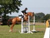 jumper Pretty Mare 2 (Westphalian, 2003, from Pocalino)