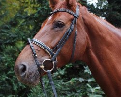 broodmare Wikkilotta (Hanoverian, 2005, from Weltmeyer)