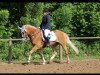 dressage horse Skubidu (7,81% ox) (Edelbluthaflinger, 2002, from Steinkönig (12,5% ox))